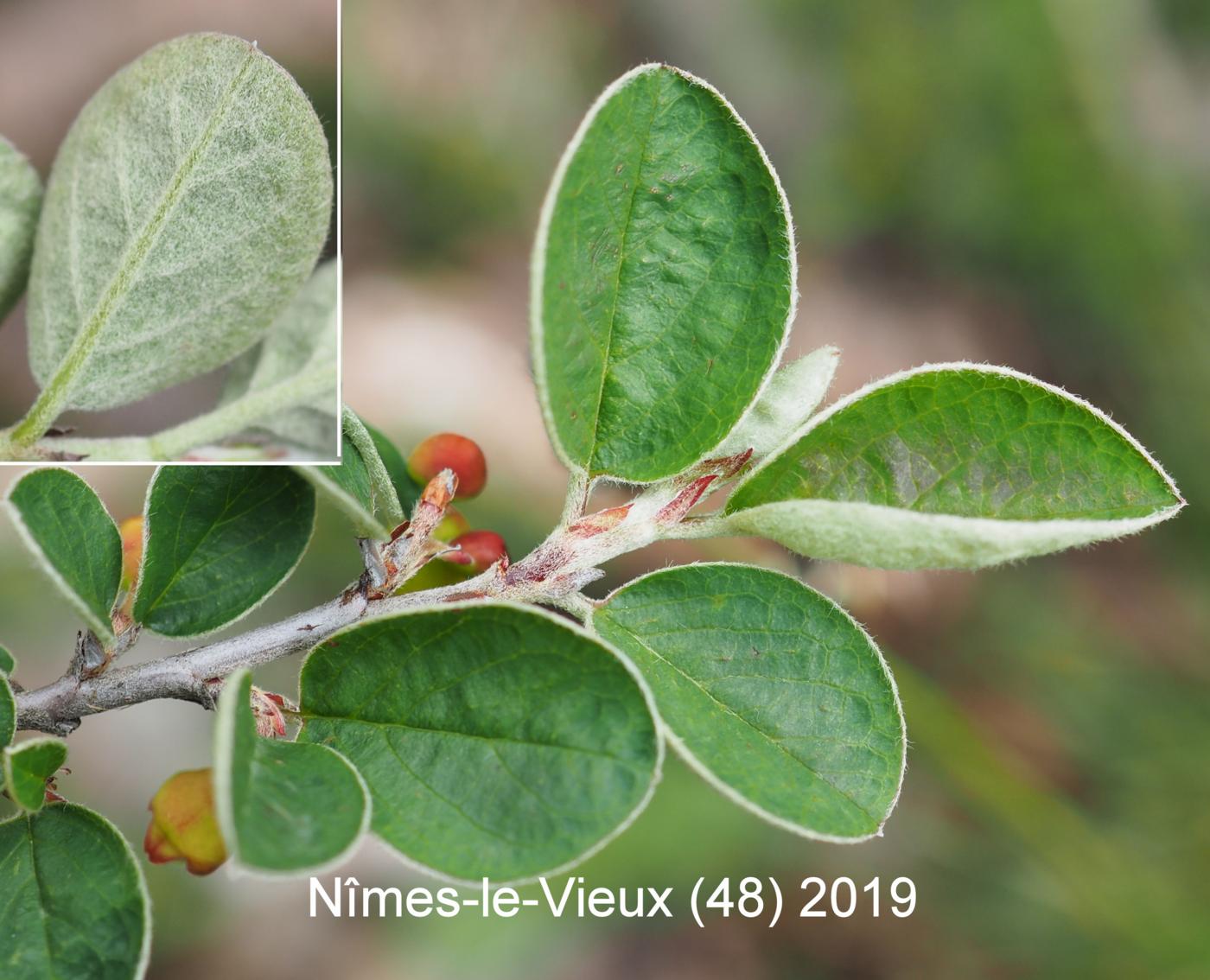 Cotoneaster, Wild leaf